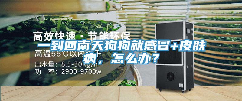 一到回南天狗狗就感冒+皮膚病，怎么辦？