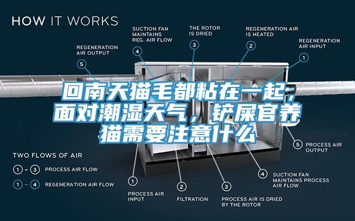 回南天貓毛都粘在一起，面對潮濕天氣，鏟屎官養(yǎng)貓需要注意什么