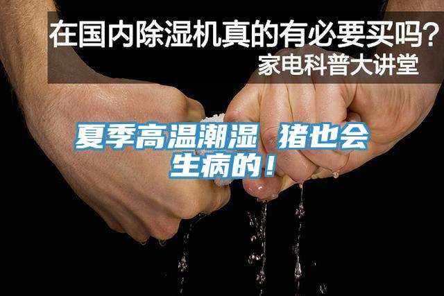 夏季高溫潮濕 豬也會(huì)生病的！