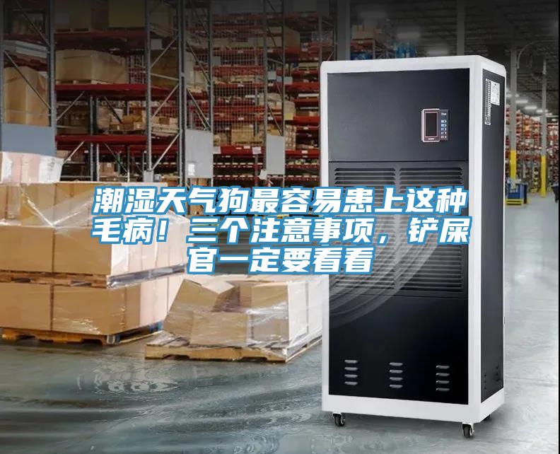 潮濕天氣狗最容易患上這種毛??！三個(gè)注意事項(xiàng)，鏟屎官一定要看看