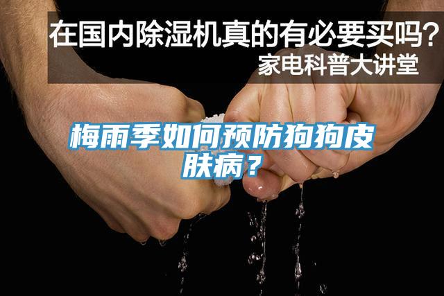 梅雨季如何預(yù)防狗狗皮膚病？