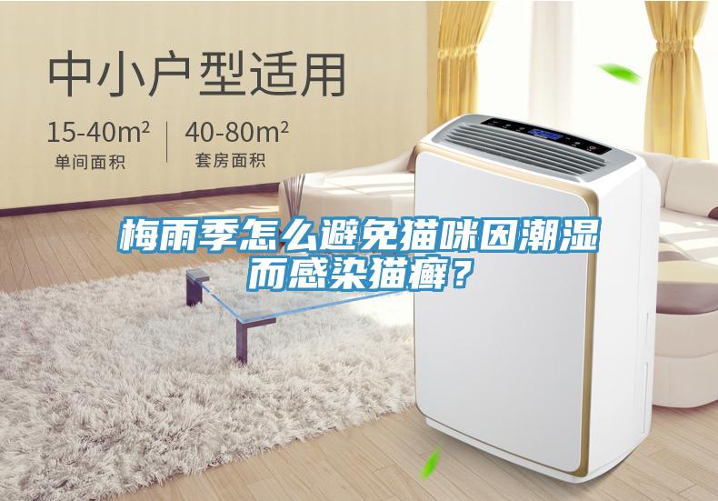 梅雨季怎么避免貓咪因潮濕而感染貓癬？