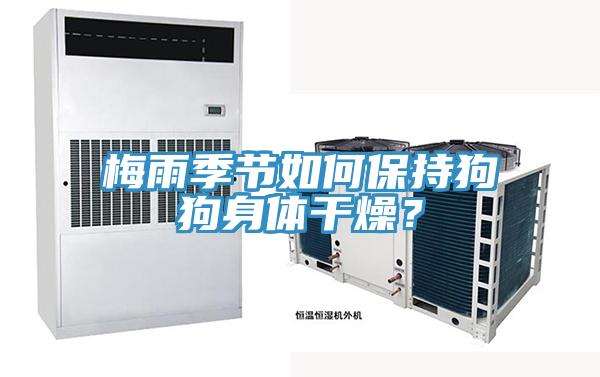 梅雨季節(jié)如何保持狗狗身體干燥？