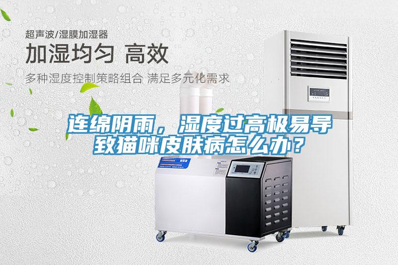 連綿陰雨，濕度過高極易導(dǎo)致貓咪皮膚病怎么辦？
