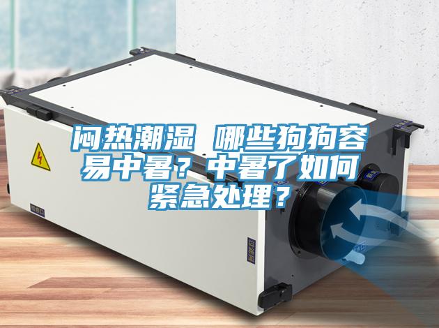 悶熱潮濕 哪些狗狗容易中暑？中暑了如何緊急處理？