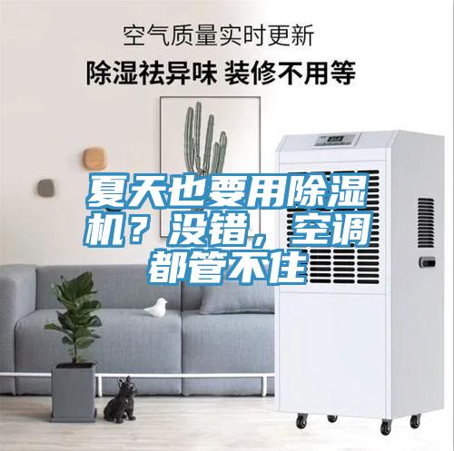 夏天也要用除濕機(jī)？沒(méi)錯(cuò)，空調(diào)都管不住