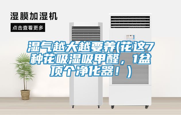 濕氣越大越要養(yǎng)(花這7種花吸濕吸甲醛，1盆頂個凈化器！)